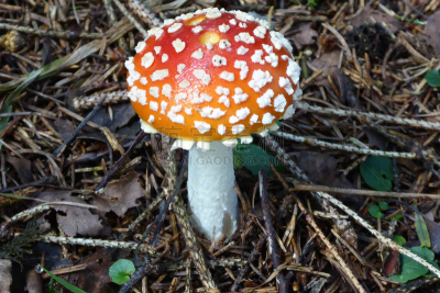 毒蝇菇,真菌,伞形毒菌,水平画幅,无人,有毒生物体,蘑菇,库夫施泰因,摄影