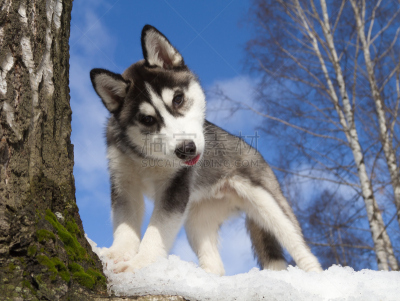 小狗,西伯利亚哈士奇犬,正面视角,天空,水平画幅,注视镜头,雪,户外,爱斯基摩犬,阿拉斯加雪橇犬