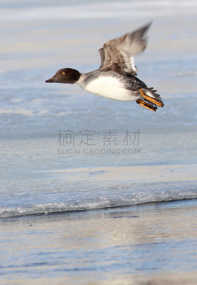 鹊鸭,雌性动物,垂直画幅,冬天,无人,动物,鸟类,观鸟,鸭子,动物迁徙