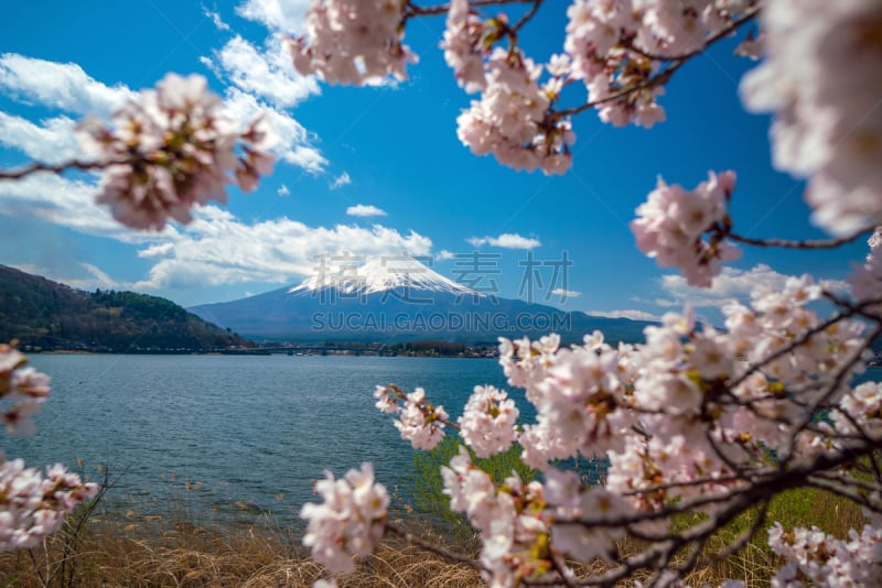 湖,富士山,樱花,樱之花,看风景,雪,著名景点,户外,旅行者,富士河口湖