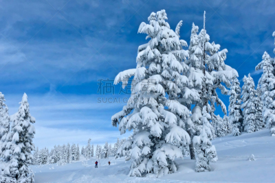 非都市风光,惠斯勒山,滑雪运动,水平画幅,雪,太平洋海岸,户外,柏树,雨林,明亮