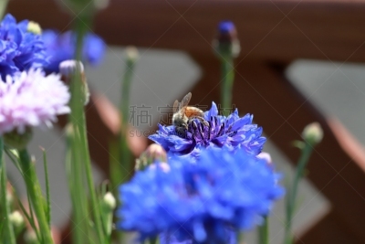 蜜蜂,矢车菊,自然,人的头部,水平画幅,蓝色,日本,动物身体部位,夏天,特写