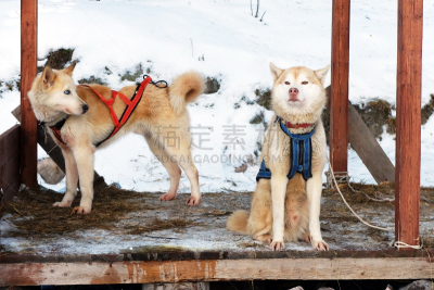 雪,冬天,北,动物拉雪橇比赛,动物雪车,雪橇犬,动作,汽车餐馆,安全绳,工作