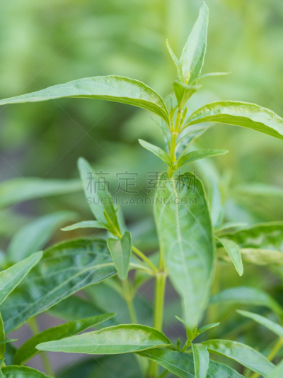 海胆亚目,特写,围墙,晚樱科,爵床科,肝炎,二年生植物,胆囊,金花菊