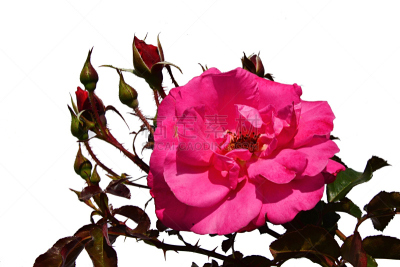 1953,白色背景,花蕾,不完全的,中等数量物体,英文字母j,玫瑰,转基因,游行,花