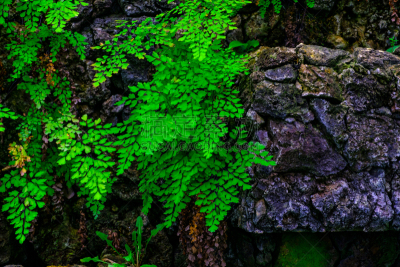 绿色,园林,西班牙,植物群,拥挤的,特内里费岛,水,兰花,枝繁叶茂,夏天