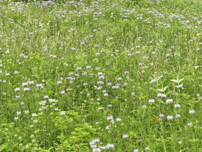 草原,点描主义,温带的花,芳香的,水平画幅,绿色,枝繁叶茂,无人,花序,花