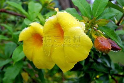粉红蝉,小号,芳香的,水平画幅,无人,毛莨科,特写,植物,雨,植物学