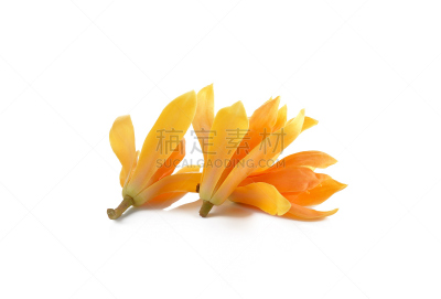 白色背景,自然,美,michelia,水平画幅,无人,泰国,玉兰类,植物,亚洲