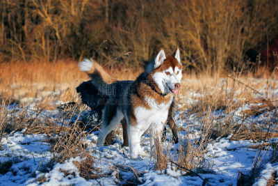 西伯利亚哈士奇犬,森林,莱卡犬,雪橇犬,草地,猎人,水平画幅,捕猎行为,户外,猎犬