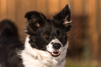 肖像,动物头,边境牧羊犬,活力,可爱的,专心,动物主题,纯种犬,宠物项圈,牧羊犬