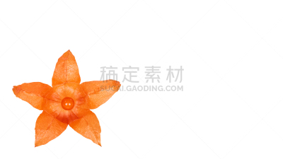 热带气候,酸浆属,模板,橙子,分离着色,白色背景,清新,留白,灯笼,水平画幅