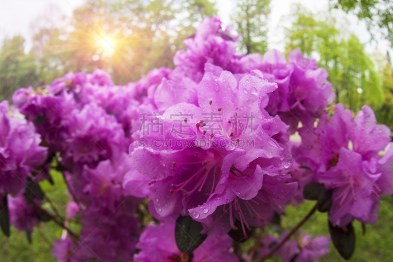 杜鹃花,春天,花朵,自然美,美,水平画幅,无人,久留米,夏天,户外