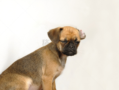 puggle犬,小狗,水平画幅,小的,可爱的,无人,白色背景,闭着眼睛,幼小动物,一只动物