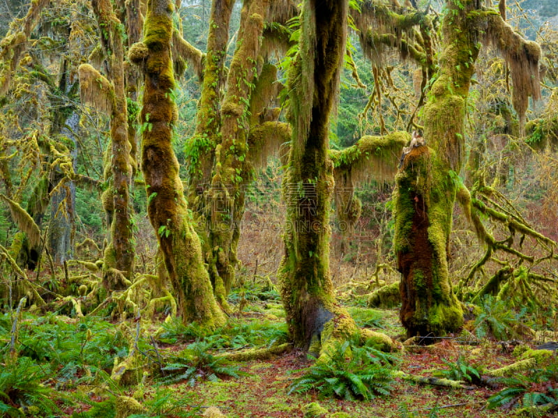 可可雨林,奥林匹克国家公园,苔藓,蕨类,美国西加云杉树,奥林匹克山,自然,水平画幅,枝繁叶茂,无人