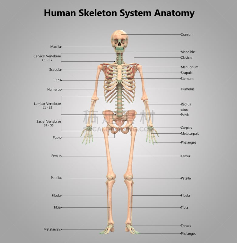人类骨架,标签,顺序,垂直画幅,身体受伤,替代疗法,辅导讲座,股骨,尺骨