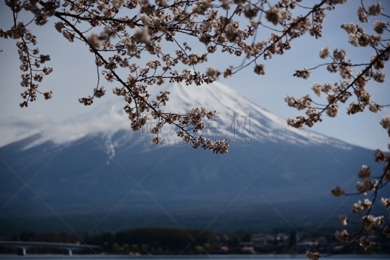 富士山,柔焦,樱花,河口湖,富士河口湖,水,天空,里山,水平画幅,雪