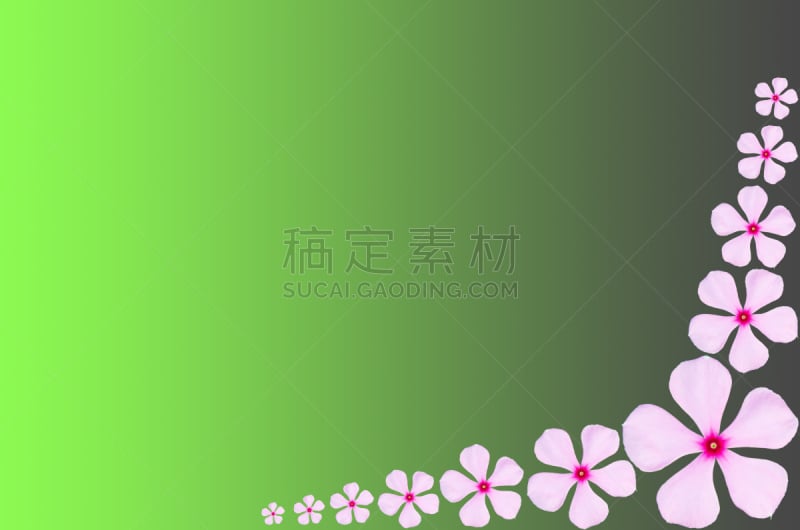 长春花属,粉色,美,水平画幅,夏天,马达加斯加,草,特写,花,生长