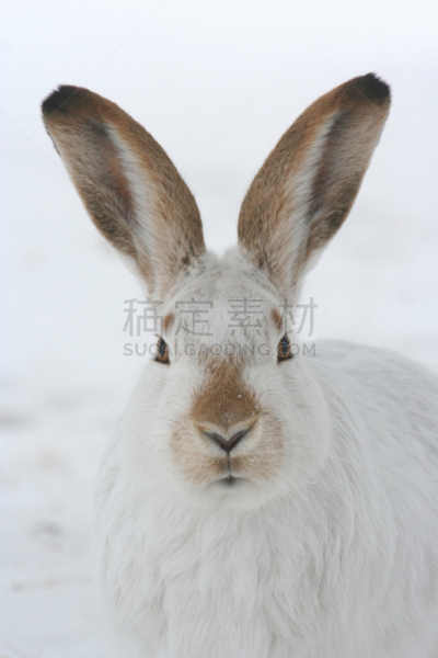 长耳大野兔,冬天,垂直画幅,雪,动物耳朵,动物身体部位,兔子,肖像,户外,白尾长耳大野兔