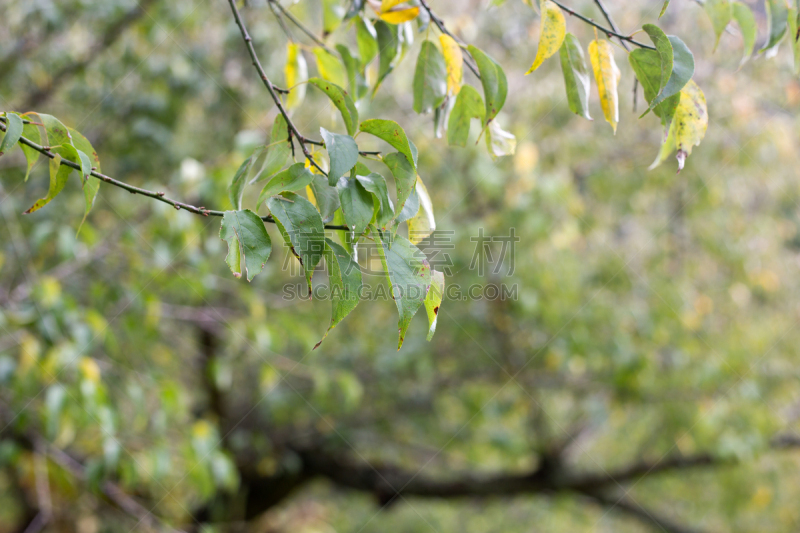 叶子,时间,中午,雨豆树,最大,北碧,清迈省,水平画幅,无人,巨大的