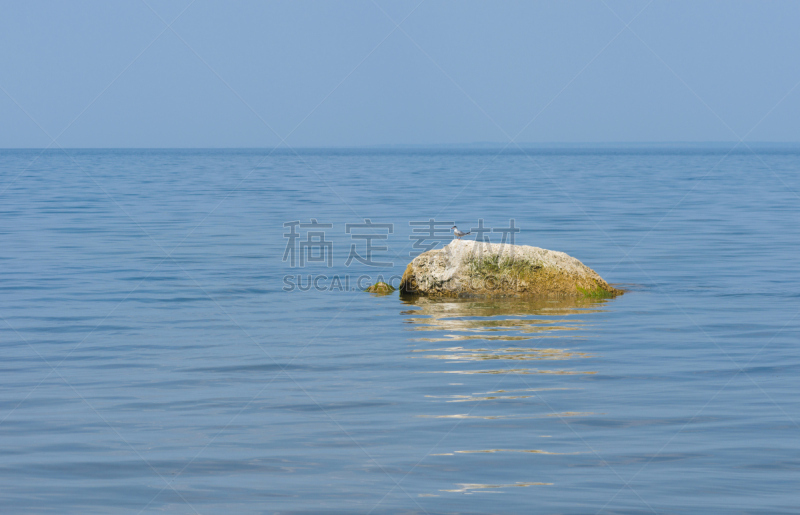 燕鸥,鸟类,河流,风景,石材,第聂伯河,水平画幅,沼泽,户外,水禽