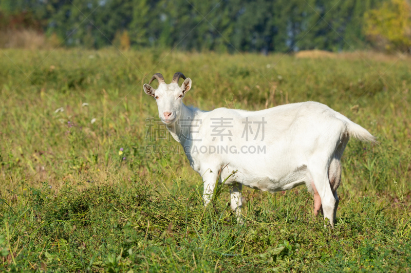 山羊,草地,农业,可爱的,食品,肖像,哺乳纲,草,小的,头发