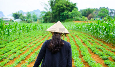 雨帽,西瓜,竹子,女人,田地,衣服,锥形帽,瓜,多汁的,栽培植物