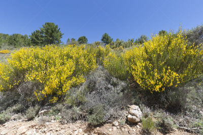 Landscape in Cañadas de Haches de Arriba