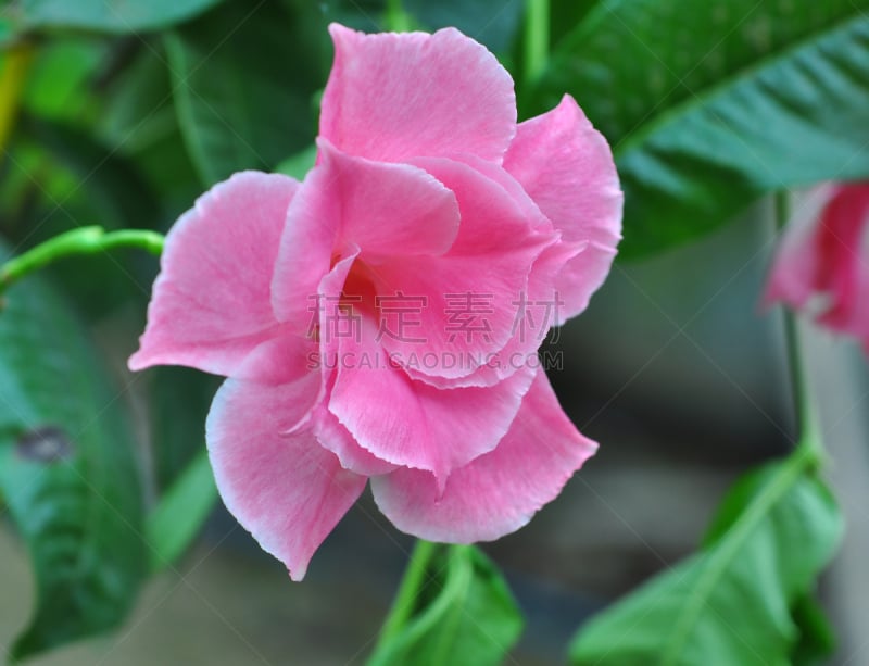 玫瑰,水平画幅,无人,湿,夏天,户外,室内植物,特写,红蝉花,彩色背景