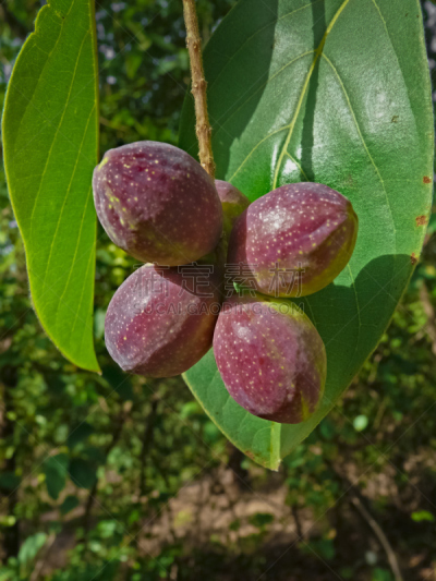 打虫药,痔疮,印度草医学,垂直画幅,水果,无人,亚洲,印度,摄影,树