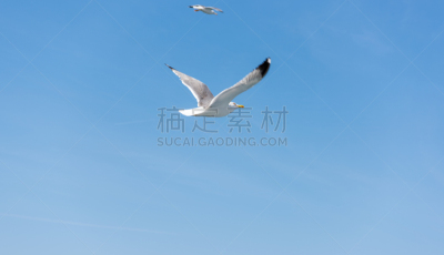 萨索斯,海鸥,海洋,希腊诸岛,嘉龄,暴风雨前的平静,渡轮,客轮,水,天空
