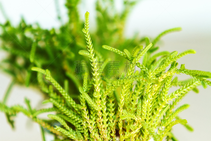 特写,植物,拉链,大特写,两个物体,灰色背景,链,水平画幅,公主,光