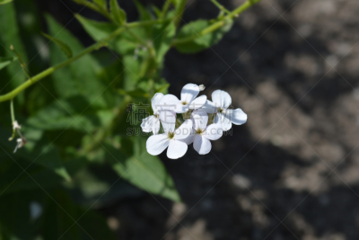公共厕所,紫色,户外,春天,白色,绿色,植物学,自然,图像,水平画幅