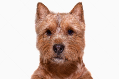 诺维奇犬,狗,小的,轻的,背景,撒谎者,正面视角,美,褐色,水平画幅