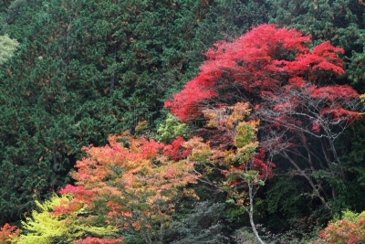 沟壑,叶子,秋天,红色,水,里山,水平画幅,无人,银杏,户外