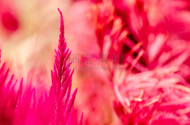 芦笋蕨,鸡冠花,美,水平画幅,无人,夏天,户外,草,特写,花束