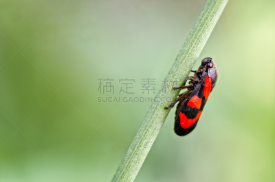 黑色,灯心草,茎,红松,自然,野生动物,橙色,图像,英国,小的