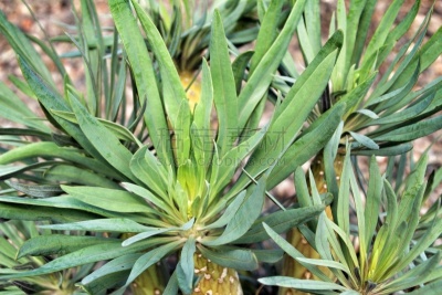 植物,菜园,千里光,蔬菜,自然界的状态,厚的,热带气候,长的,动物家庭,仙人掌