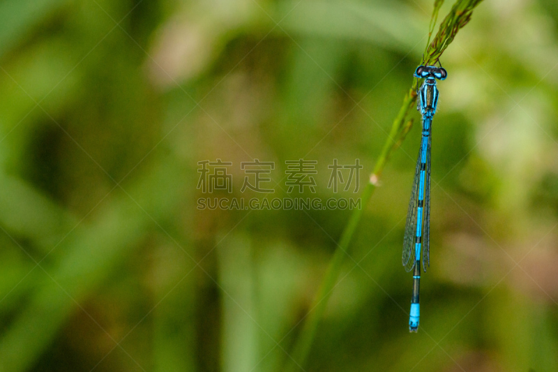 蓝豆娘,水平画幅,撇水蜻蜓,夏天,户外,生物学,草,特写,豆娘,坐