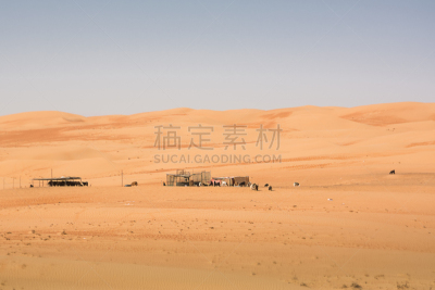 山羊,阿曼,wahiba,沙丘,在下面,网栅栏,旅途,橙色,波斯湾,动物