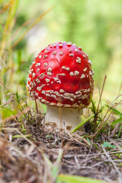 真菌,红色,蘑菇,创造力,垂直画幅,孢子,无人,苔藓,巫婆帽,户外