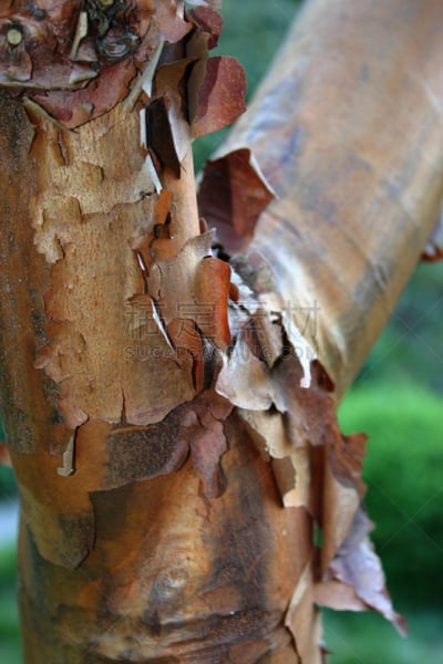 madrona tree,石兰科常绿灌木,自然,垂直画幅,菜园,褐色,无人,植物表皮,特写,花坛