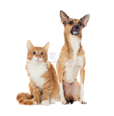 看,小猫,豺狗,红色,垂直画幅,褐色,疲劳的,哺乳纲,猫,人的脸部
