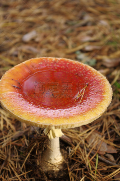 蘑菇,秋天,毒蝇菇,伞形毒菌,垂直画幅,无人,摄影