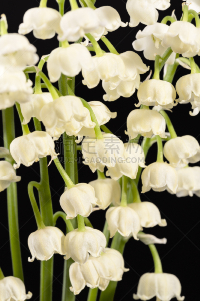 春天,黑色背景,分离着色,铃兰,清新,背景分离,香水,小的,自然美,植物