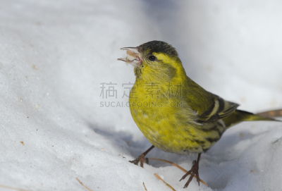 雪,黄雀,向日葵籽,自然,寒冷,野生动物,水平画幅,提举,鸟类,拿着