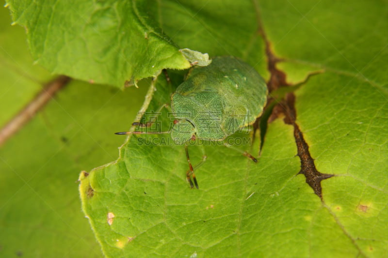 green shield bug,褐色,水平画幅,动物学,动物身体部位,野外动物,生物学,特写,植物,彩色图片