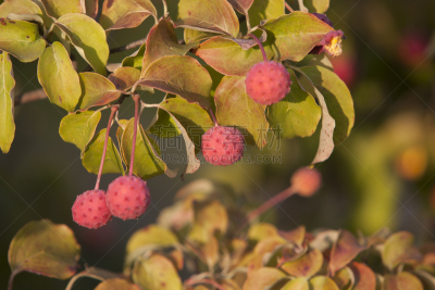 水果,山茱萸,自然,水平画幅,绿色,秋天,无人,京畿道,户外,生物学