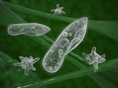 微生物,自然,生物学,微生物学,显微镜,大规模的放大,液泡,细胞,小的,纤毛虫