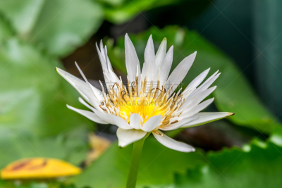 水,荷花,百合花,白色,彩色图片,园林,黄色,鸡尾酒,自然美,花